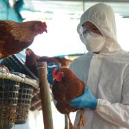 Photo of a person wearing protective equipment working with chickens in a facility.