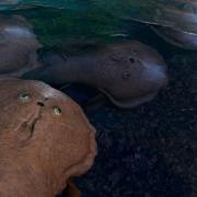 Norselaspis glacialis