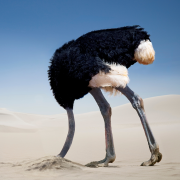 A photorealistic ostrich stands in a sandy desert with it's head stuck in the sand.