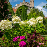 White hydrangeas and purple flowers bloom in a garden with a historic stone building covered in ivy in the background under a blue sky.