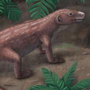 Illustration of the Triassic mammal ancestor Thrinaxodon