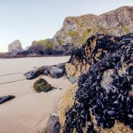Mussels lining a large rock on the beach