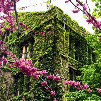 A university building covered in green ivy. In front is a tree branch with pinkish purple flowers.